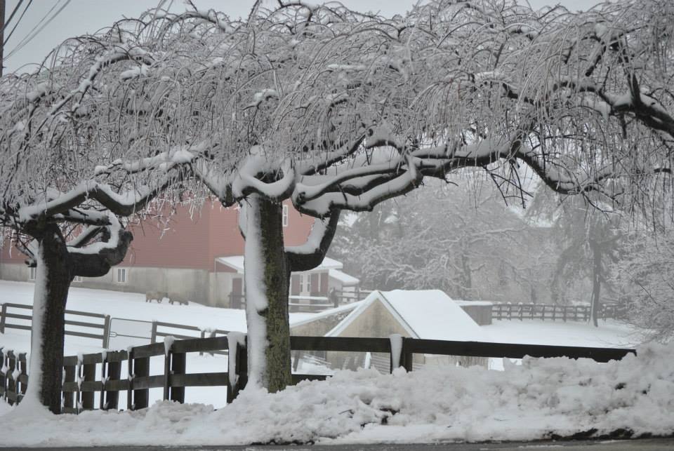 Trees Snow