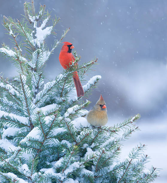 Istockphoto 182874445 612X612