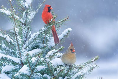 Winter 2023 Newsletter