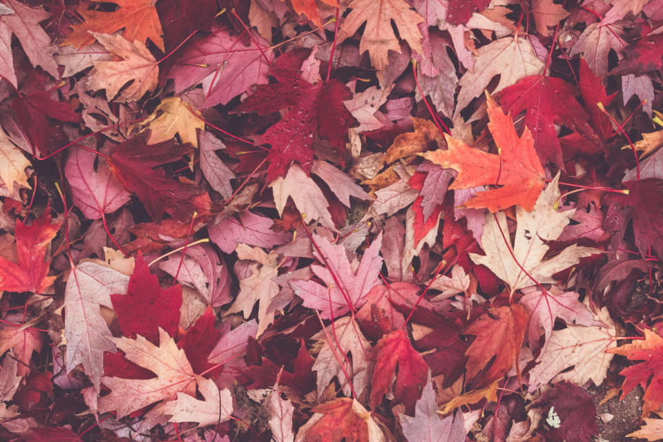 Fall1