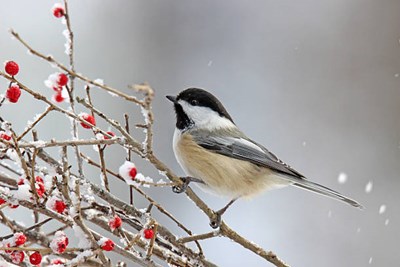 Winter 2023 Newsletter